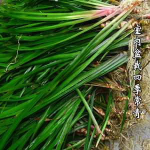 新鲜山奈三奈五香草大料带根整颗茴香菖蒲火锅底料贵州特产香料草
