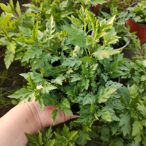 菊花脑盆栽苗 野菜蔬菜食用菊花 四季阳台种炖汤煎水凉调原土发货