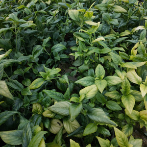 普洱糯米香茶茶树苗 盆栽食用芳香香草绿植 庭院叶片泡茶耐阴植物