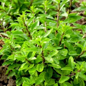 【果乐扬】新鲜枸杞芽狗地芽枸杞头 野菜枸芽子 枸杞叶甜菜头野生