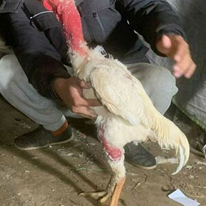 2斤左右白色鬼子斗鸡越南斗鸡盖沙泰国中原包活到家