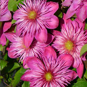 【华客】铁线莲 宽皇或针皇 爬藤盆栽花重瓣大花小苗庭园阳台花卉