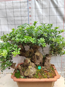 果树杨梅树苗盆景树桩老桩怪桩阳台庭院室内盆栽植物四季常青包邮