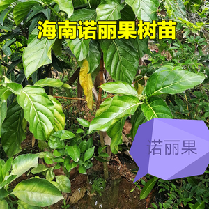 海南诺丽苗果树诺丽果树苗盆栽地栽易成活四季珍贵果树苗结果多