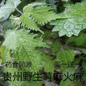 贵州野生菜火麻红火麻食人草荨麻新鲜现摘现发中通包邮