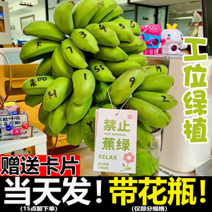 禁止焦绿整串水培香蕉办公室芭蕉办公室桌面拒绝焦绿静止小米蕉甜