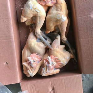青脚麻鸡冷冻黄脚公鸡冷冻鸡商用4-5只装整箱18斤