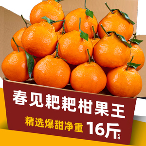 四川正宗爆甜春见耙耙柑现摘正宗粑粑柑橘子当季整箱16新鲜水果斤