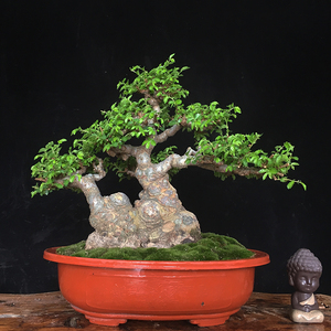 精品小叶榔榆盆景造型榆树金钱榆树矮霸老桩熟桩附石疙瘩盆景包邮