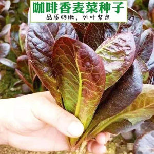 新品咖啡香麦菜种子 菜种子生菜小白菜种子 耐寒抗热四季蔬菜种子