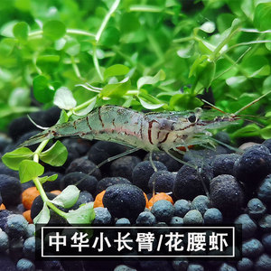 中华长臂虾