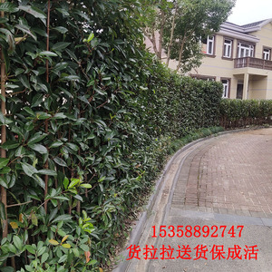 绿篱法国冬青珊瑚树围墙篱笆户外庭院四季常青南北方绿篱树苗包邮