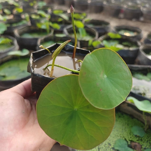 碗莲种藕鞭微型小荷花成品苗带花苞迷你观赏小莲花小藕苗水生培植