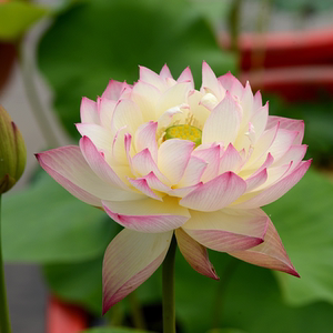 碗莲种藕微型小荷花块根茎带芽苞水生植物迷你小莲花水培室内植物