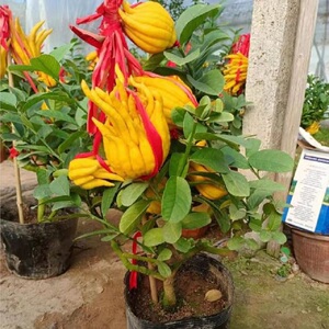 金华佛手柑盆栽带果 大果佛手盆景 佛手香橼苗 佛手瓜 室内外花卉