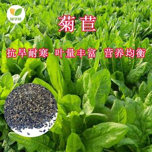 400人付款天猫将军菊苣种籽大叶菊苣多年生四季牧草高产种子牛羊兔