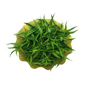 新品海南五指山新鲜忧遁草鲜叶鳄嘴花黎王草茶小叶种优盾草优顿草