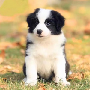 纯种边牧犬黑白色陨石色边牧幼犬活体宠物狗红棕色边境牧羊犬幼崽