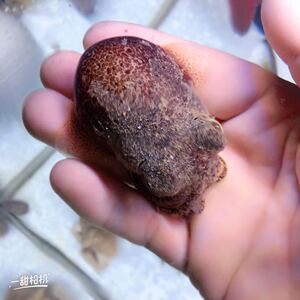 紫金乌贼-观赏鱼-海水生物-纯手工捉野采-到货拍开箱视频报损