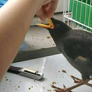 八哥幼鸟活体面包虫黑八雏鸟林鸟食海八亲人500g饲料活体幼鸟包活