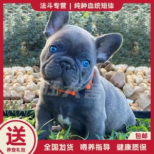 【法牛犬纯种】法牛犬纯种品牌,价格 阿里巴巴
