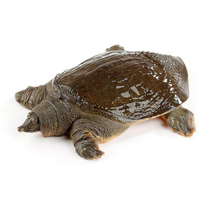 外塘甲鱼鲜活水产中华鳖活鲜王八老鳖活体食用1.8-2.5斤/只包邮