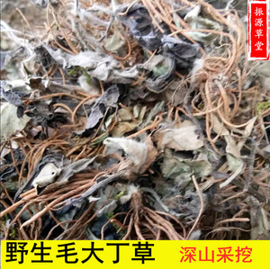 福建毛大丁草中药材一枝香兔耳风草药一柱香兔儿风500g克新鲜干品