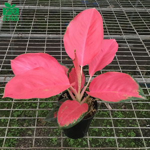 中国红吉利红粗肋草盆栽室内观叶植物客厅盆栽绿植花卉 净化空气