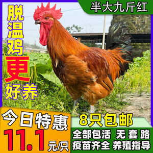 肉鸡九斤红巨型大红公鸡活体红玉380鸡苗半大鸡脱温苗小鸡活苗
