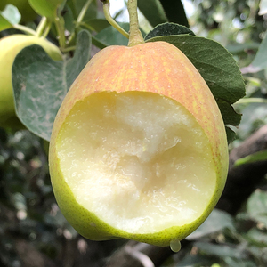 新疆库尔勒香梨全母梨子应季水果当季整箱小香酥特产新鲜10斤顺丰