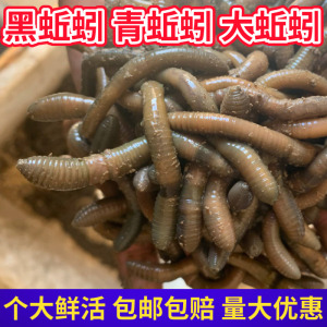 蚯蚓活体黑蚯蚓大青蚯蚓鲜活灰臭蚯蚓 松土 包邮
