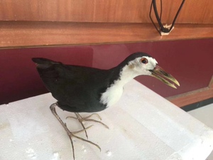 特价模型白面水鸡假媒水鸡模型白面水鸡模型假媒户外用品摆件装饰