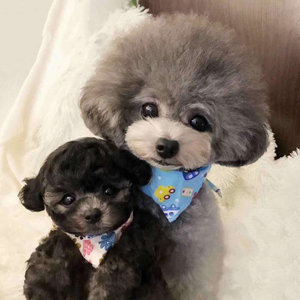 灰泰迪幼犬纯种灰色泰迪狗活体狗狗玩具小体贵宾犬茶杯灰泰迪犬