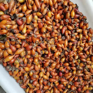 全红金樱子新鲜野生金英子刺梨泡酒材料糖罐子20年现摘 5斤装红果