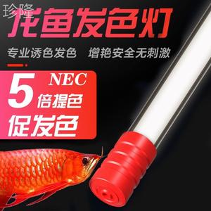 正品nec龙鱼专用发色鱼缸灯三基色灯管金龙红龙鱼T8防水潜水灯