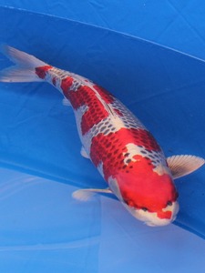 精品日本进口纯种孔雀锦鲤小鱼苗红白风水观赏冷水巨大型淡水活体