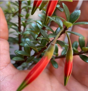 树萝卜小叶吊金钟五翅莓盆景米叶深红树萝卜