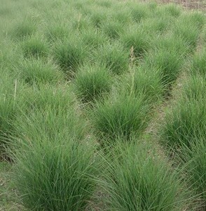 包邮细叶芒/庭院 覌叶 多年生植物 观赏草 易养护 盆栽苗好成活