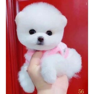 哈尔滨博美幼犬纯种长不大茶杯犬黄白色小体型宠物狗球形俊介犬