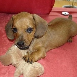 东莞陆佰纯种德国腊肠活体幼犬铁包金腊肠犬长不大小型犬宠物狗