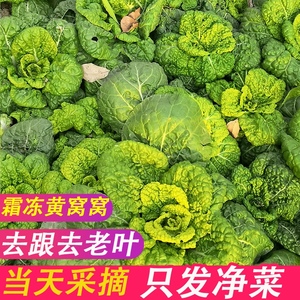 黄心菜新鲜黄心乌乌塌菜小白菜油菜青菜卷心乌奶白菜时令蔬菜5斤