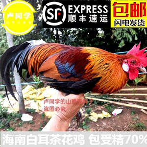 白耳原鸡受精种蛋