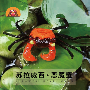 苏拉威西蟹