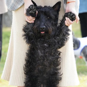 纯种苏格兰梗犬活体苏格兰梗幼犬猎狐梗宠物狗狗西高地白梗狗幼犬