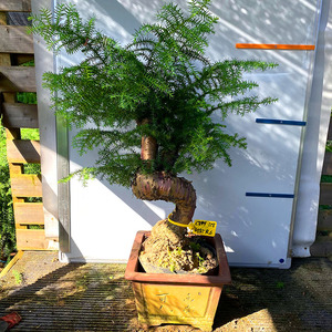 澳洲杉盆景大型名贵澳洲松盆栽植物室内客厅四季常青净化空气绿植