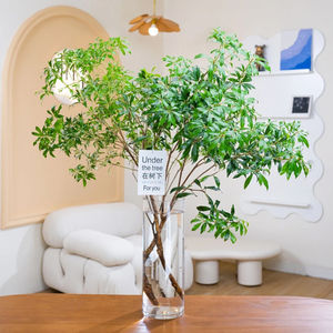日本进口马醉木水培植物小叶室内办公室装饰树吊钟懒人养鲜切绿植
