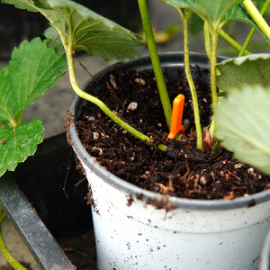 压蔓器 草莓西瓜藤蔓类植物压苗扦插落晚先生家庭阳台园艺 压蔓叉