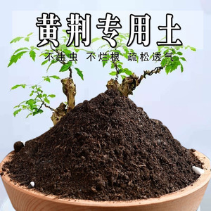 黄荆专用土黄荆专用营养土盆栽盆景养花种花土通用型种植土壤肥料