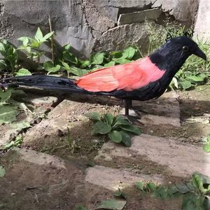 新款白面水鸡假媒水鸡标本白面水鸡模型假媒户外用品摆件装饰假媒