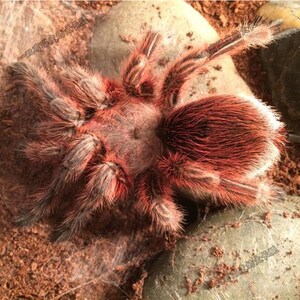 宠物蜘蛛无毒入门